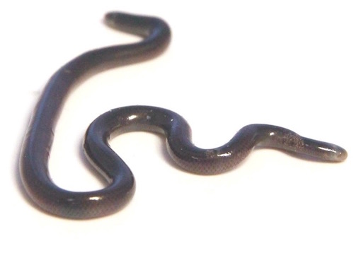 Blind Snake For Sale, Blind Snake For Sale Cheap, Blind Snake For Sale Near Me, Blind Snake For Sale Canada, Blind Snake For Sale Uk, Blind Snake For Sale Usa, Blind Snake For Sale Europe, Baby Blind Snake For Sale